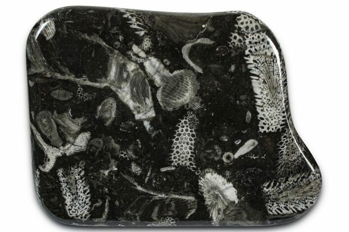 Polished Devonian Fossil Coral and Bryozoan Plate - Morocco #365124